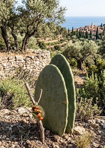 Opuntia ficus indica - ,