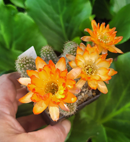 Echinopsis-Chamaecereus-Hybrid