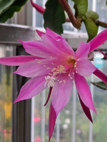 Epiphyllum blattkaktus kodi - epiphyllum, "kodi