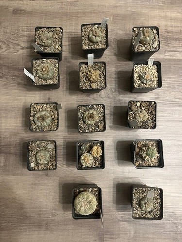 Ariocarpus kaktus willi - 16,