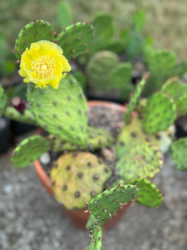 Kaktus opuntia humifusa - humifusa, /