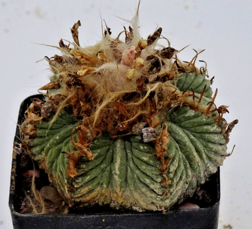 Kakteen kaktus - –, –