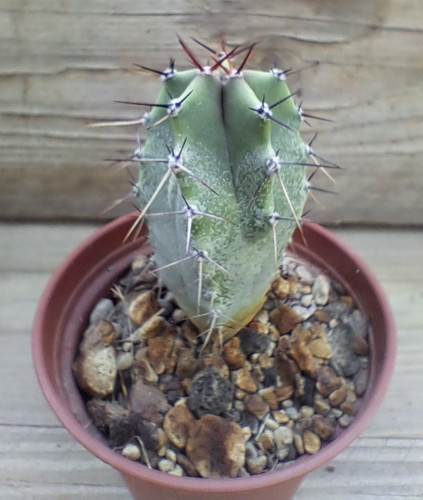 Lophocereus schottii - , –