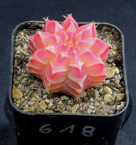 Gymnocalycium mihanovichii