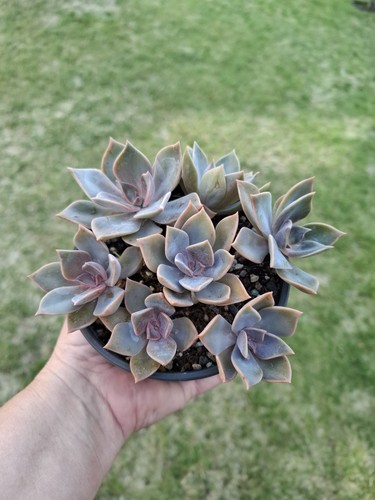 Graptoverias echeverias - graptoverias/,