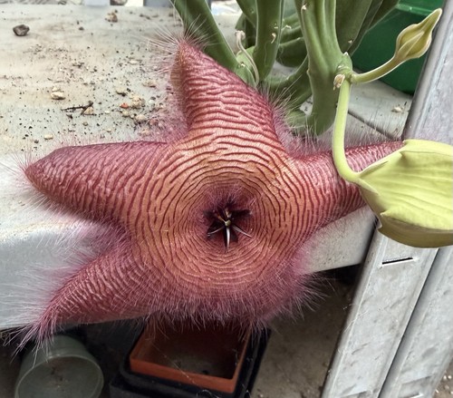 Stapelia grandiflora - stapelia, grandiflora,