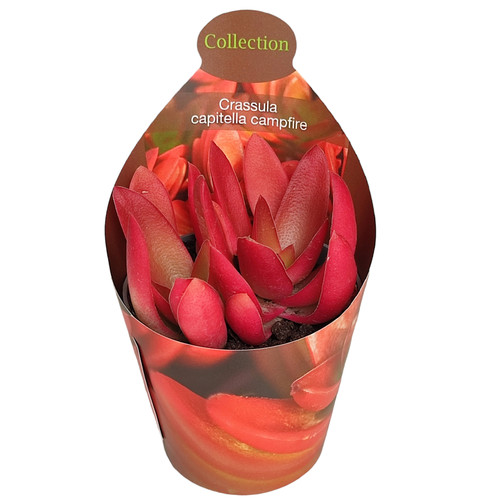 Crassula capitella campfire - crassula,