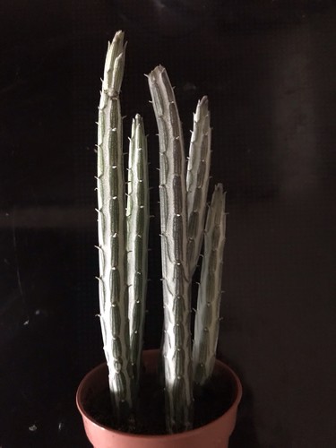 Senecio stapeliformis - ,