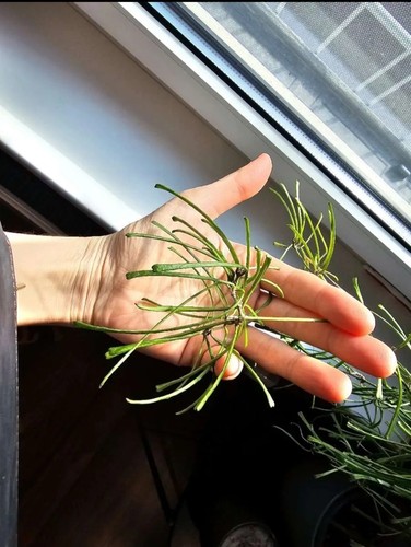 Hoya retusa un bewurzelter - hoya, un-bewurzelter