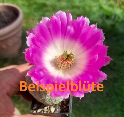 Stück echinocereus - 3,