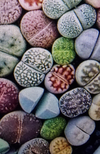 Lithops mix lebende steine - -,