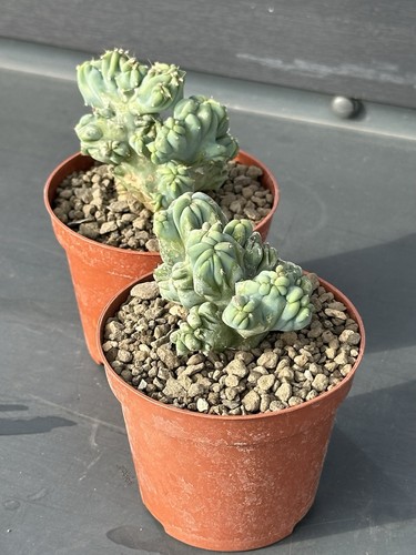 Kurioser cactus glorp - cactus,