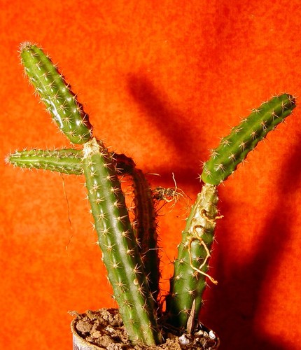 Aporocactus groß kaktus - 15, cm