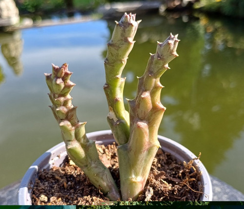 Orbea variegata aasblume - orbea,