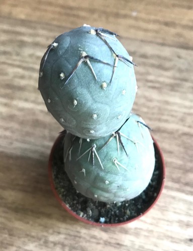 Tephrocactus geometricus - ,