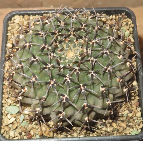 Gymnocalycium asterium - , f