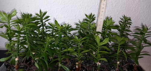 Pereskiopsis spathulata 21 - spathulata,,