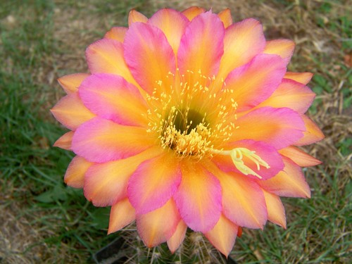 Hybride echinopsis - , "