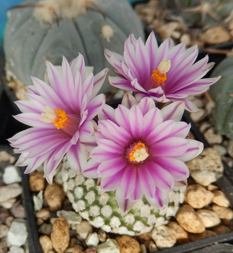 Turbinicarpus valdezianus