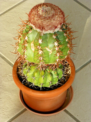 Melocactus lobelii altpflanze - melocactus,