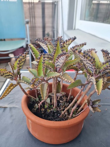 Brutblatt kalanchoe - 2x,