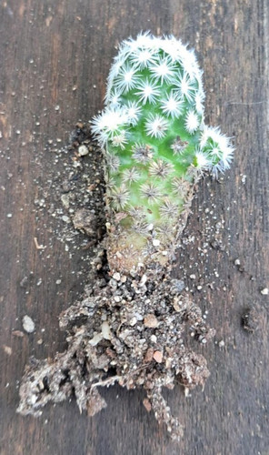 Escobaria leei - !!, –