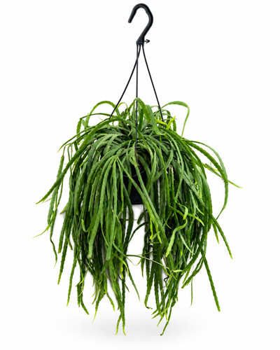 Lepismium bolivianum 40 - ca.,