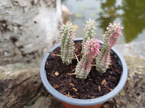 Euphorbia mammillaris - , f