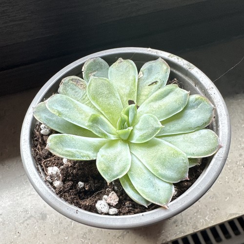 Echeveria sukkulente grün - echeveria,