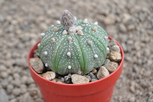 Astrophytum asterias