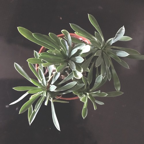 Euphorbia bupleurifolia - , x