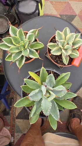 3stück agave potatorum - agave,