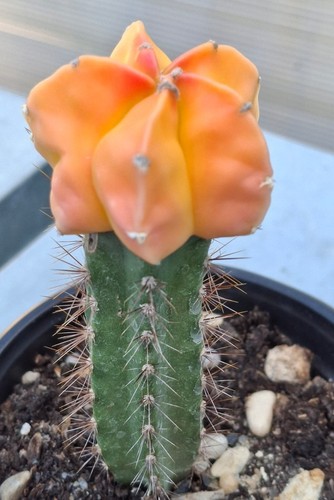 Astrophytum variegat rubra
