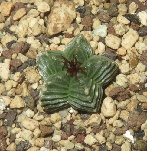 Aztekium valdezii kpp1879 - aztekium,