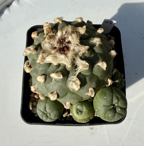 Ariocarpus spec im 9cm - w.,