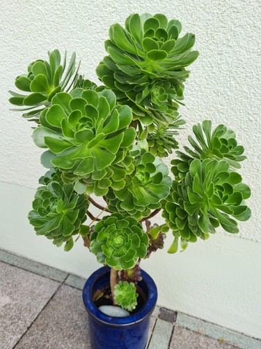 Aeonium arboreum 2 - aeonium, *
