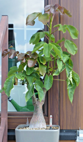 Bombax ellipticum 65 cm - ca.,