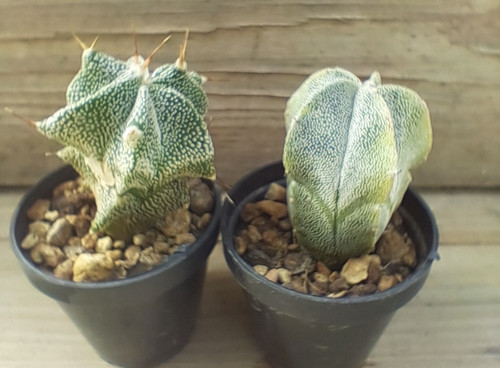 2 jungpflanzen astrophytum - 2,