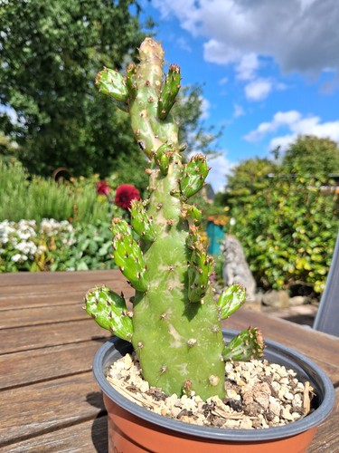 Opuntia monacantha kräftiger