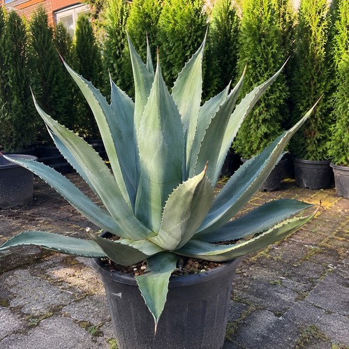 Agave americana bis cm - americana, 20