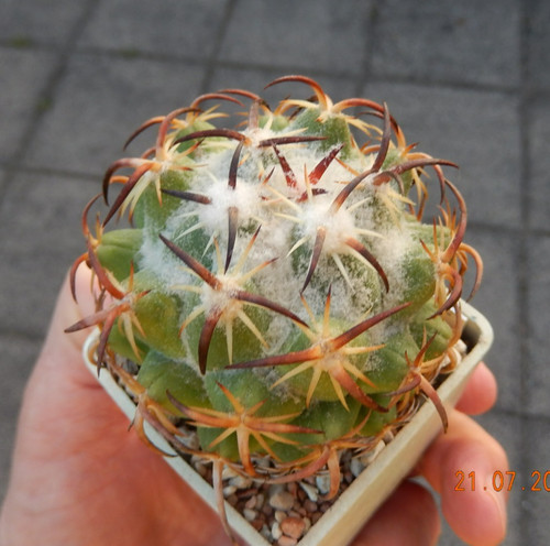 Coryphantha tripugionacantha - coryphantha,