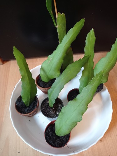 Blattkaktus epiphyllum blüht - blattkaktus,