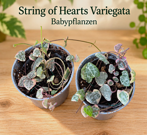 String hearts variegata - hearts, i