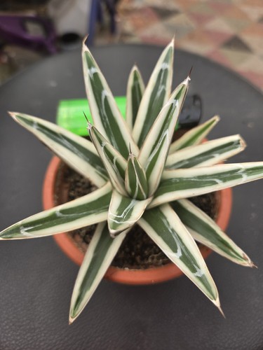 Agave victoria reginae