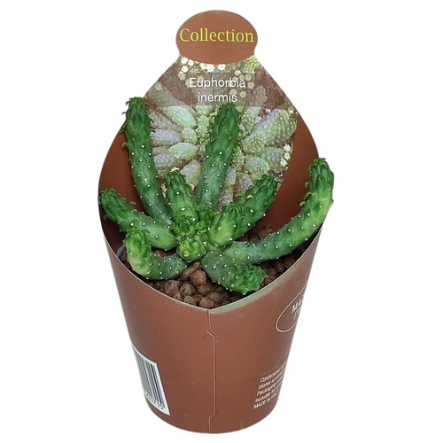 Euphorbia inermis seltenes