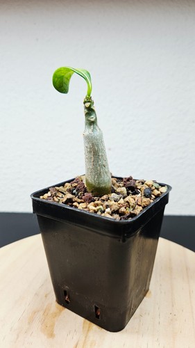 Pachypodium decaryi