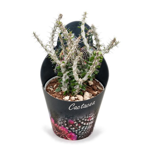 Alluaudia procera - ,