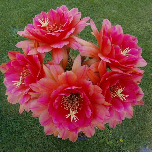 Kaktus echniopsis - kaktus,