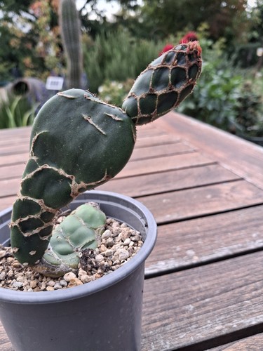 .Opuntia zebrina reticulata