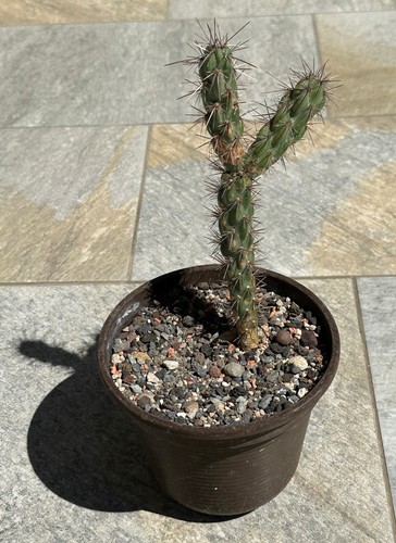 Cylindropuntia imbricata aus
